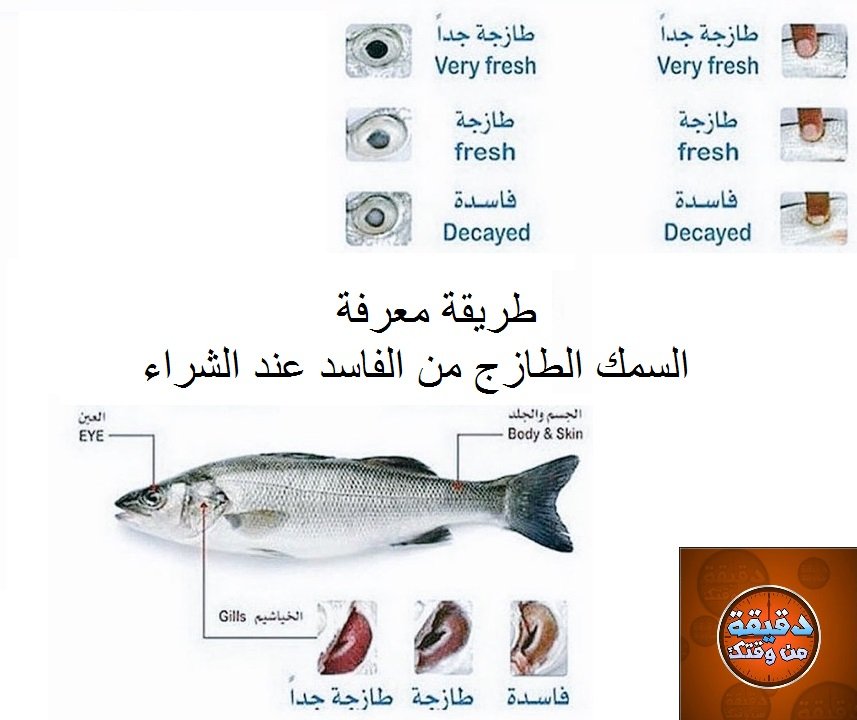 طريقة معرفة السمك الطازج من الفاسد عند الشراء